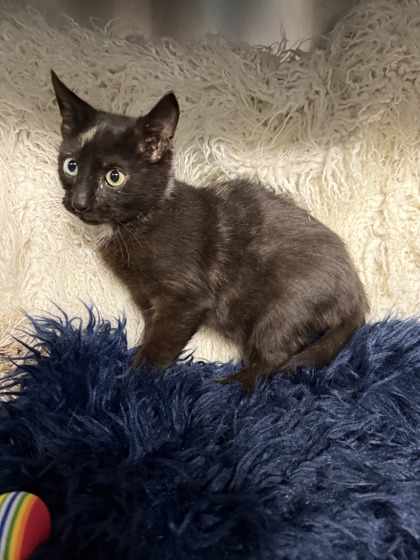 Butternut @ PetSmart 2