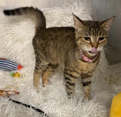 Livvy @ PetSmart 3