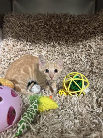 Estelle @ PetSmart 2