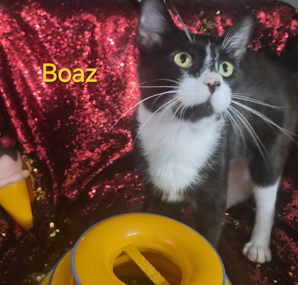 Boaz