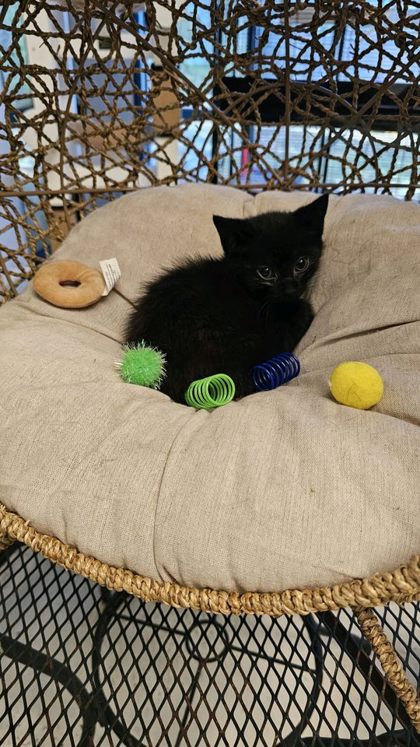 Yeti @ PetSmart 2