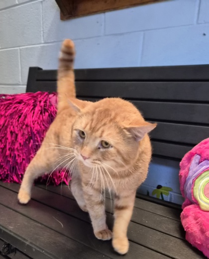 Alvin(FIV+, HW+) 2