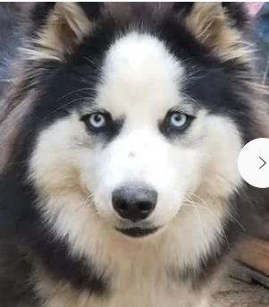 Aspen