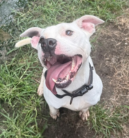 Petey