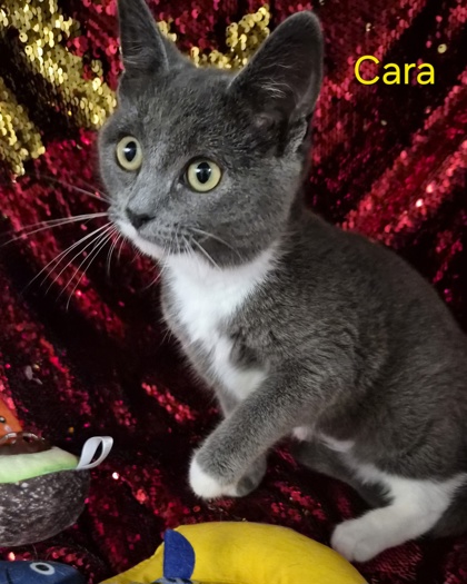 Cara