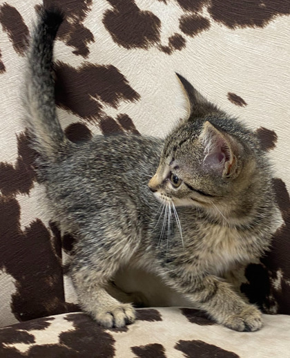 Milky Way @ PetSmart 3