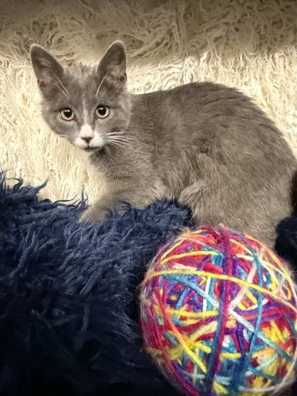 Cranberry @ PetSmart