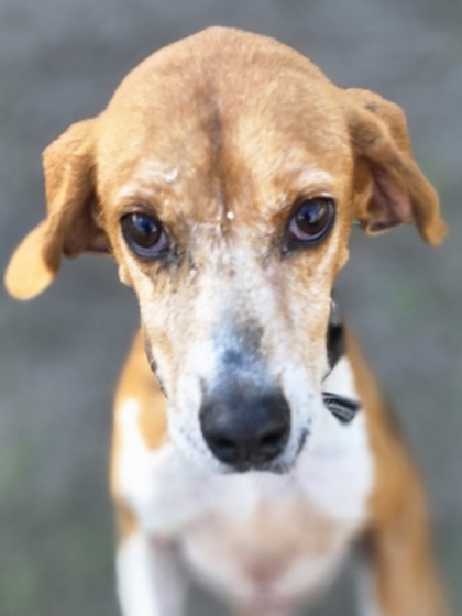 Shiloh (HW+ Treatment Sponsored)