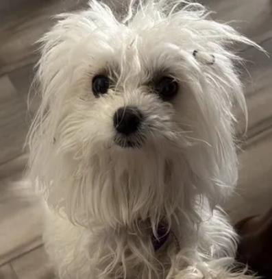 Dolly 2