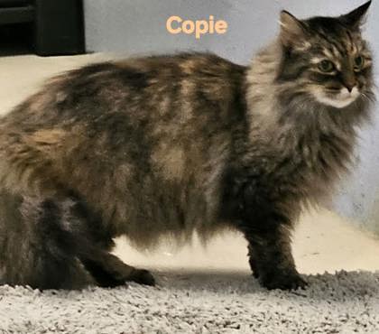 Copie