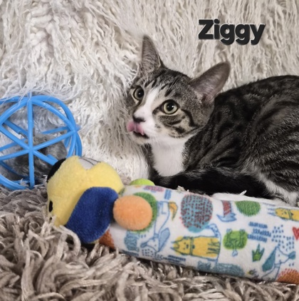 Ziggy