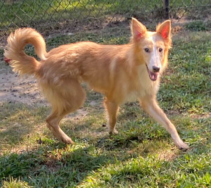 Coyote 3