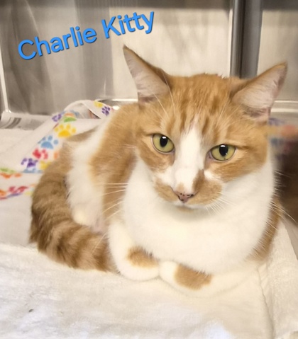 Charlie Kitty