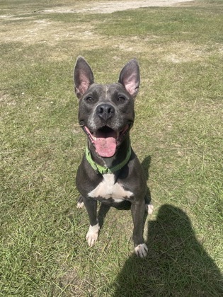 Tonka