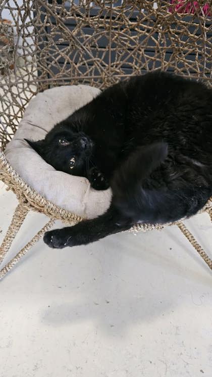 Jinx @ PetSmart 2