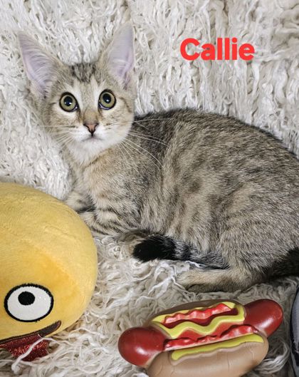 Callie @ PetSmart