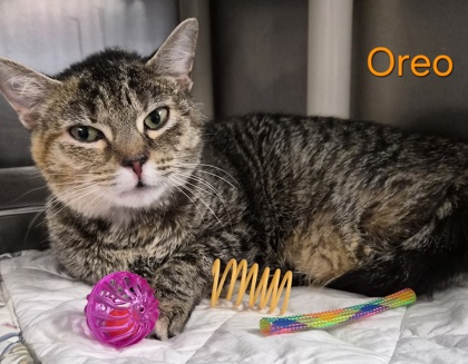 Oreo (Barn Cat)
