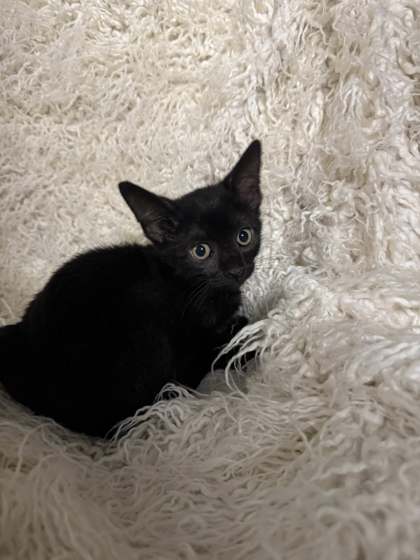 Bruce @ PetSmart 2