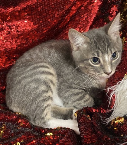 Gray @PetSmart Conway 2