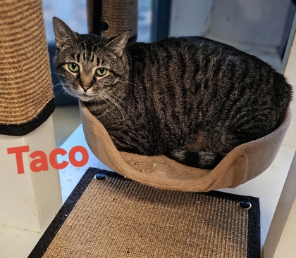 Taco
