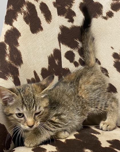 Reese's @ PetSmart 3