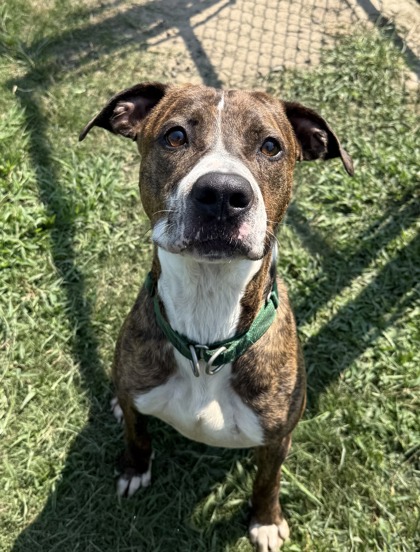Tim McGraw (HW+)(In K9 Training)