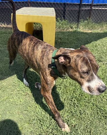 Tim McGraw (HW+)(In K9 Training) 3