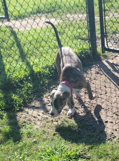 Sweetie Pie  (Pink Collar) 3
