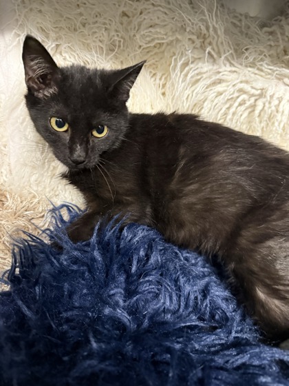 Crescent @ PetSmart 2