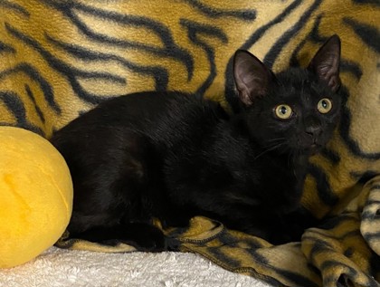 Harry @ PetSmart 3