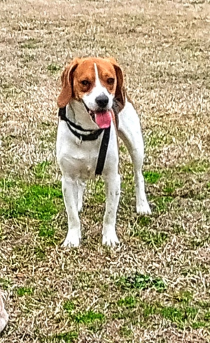 Roper