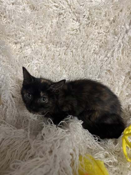 Frankie @ PetSmart 3