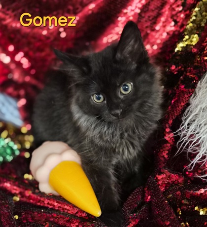 Gomez