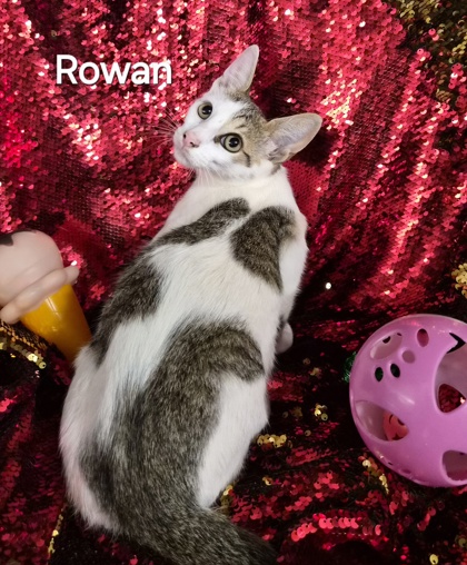 Rowan