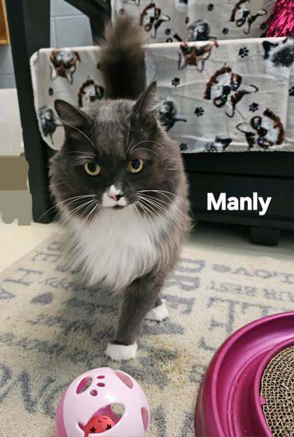 Manly