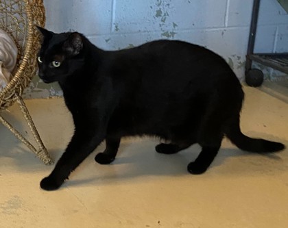 Jenkins @ PetSmart 3