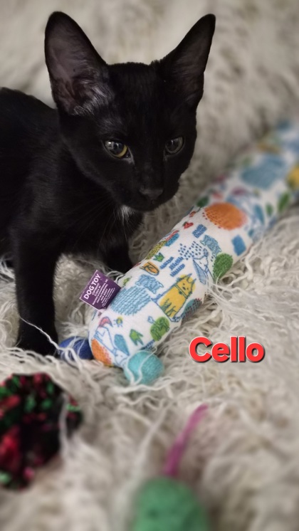 Cello