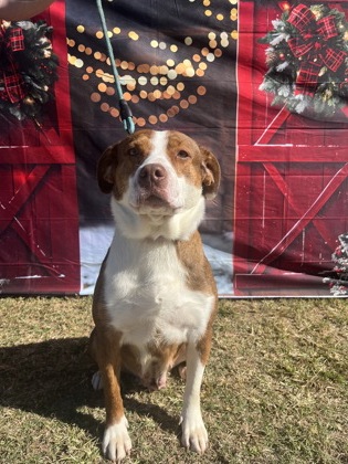 Semi(HW+ Treatment Sponsored)