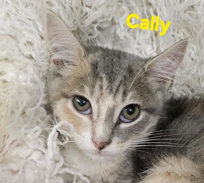 Cally 2