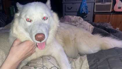 Tundra