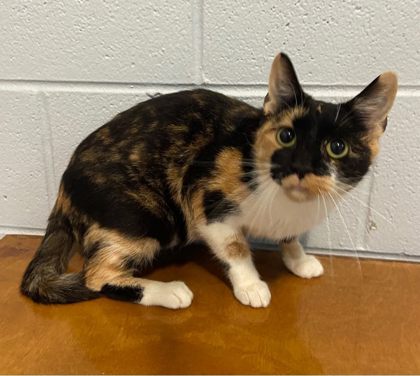 Lily @ PetSmart