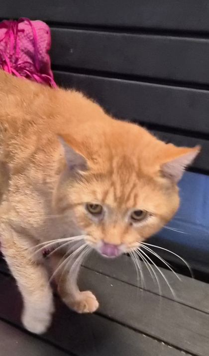 Alvin(FIV+, HW+) 3