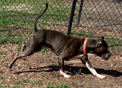 Zeus 2