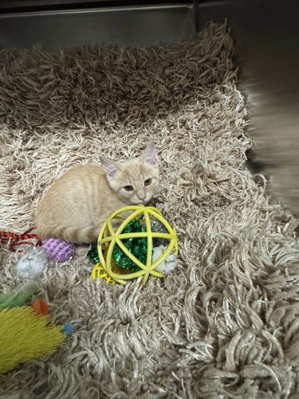 Missy Elliott @ PetSmart
