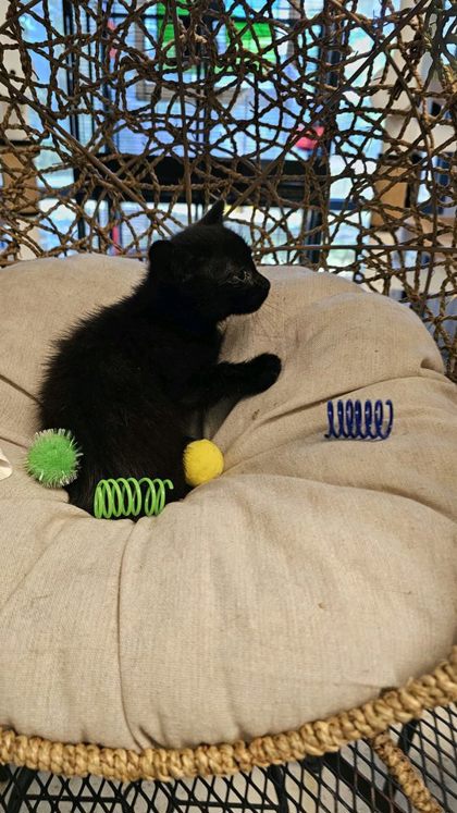 Yeti @ PetSmart 3