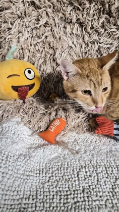 Pumpkin @ PetSmart 3