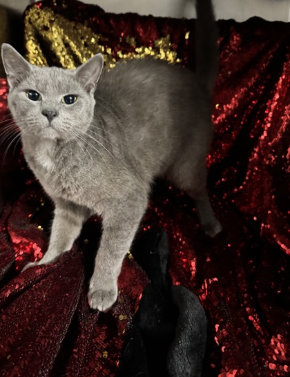 Little Boy (@ PetSmart) 3