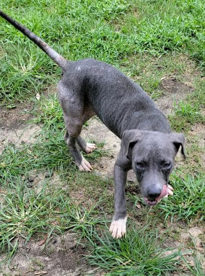 Blue (Demodex+) 2