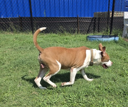 Cooper 3
