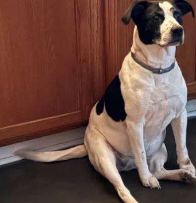 Stella